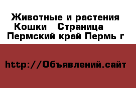 Животные и растения Кошки - Страница 9 . Пермский край,Пермь г.